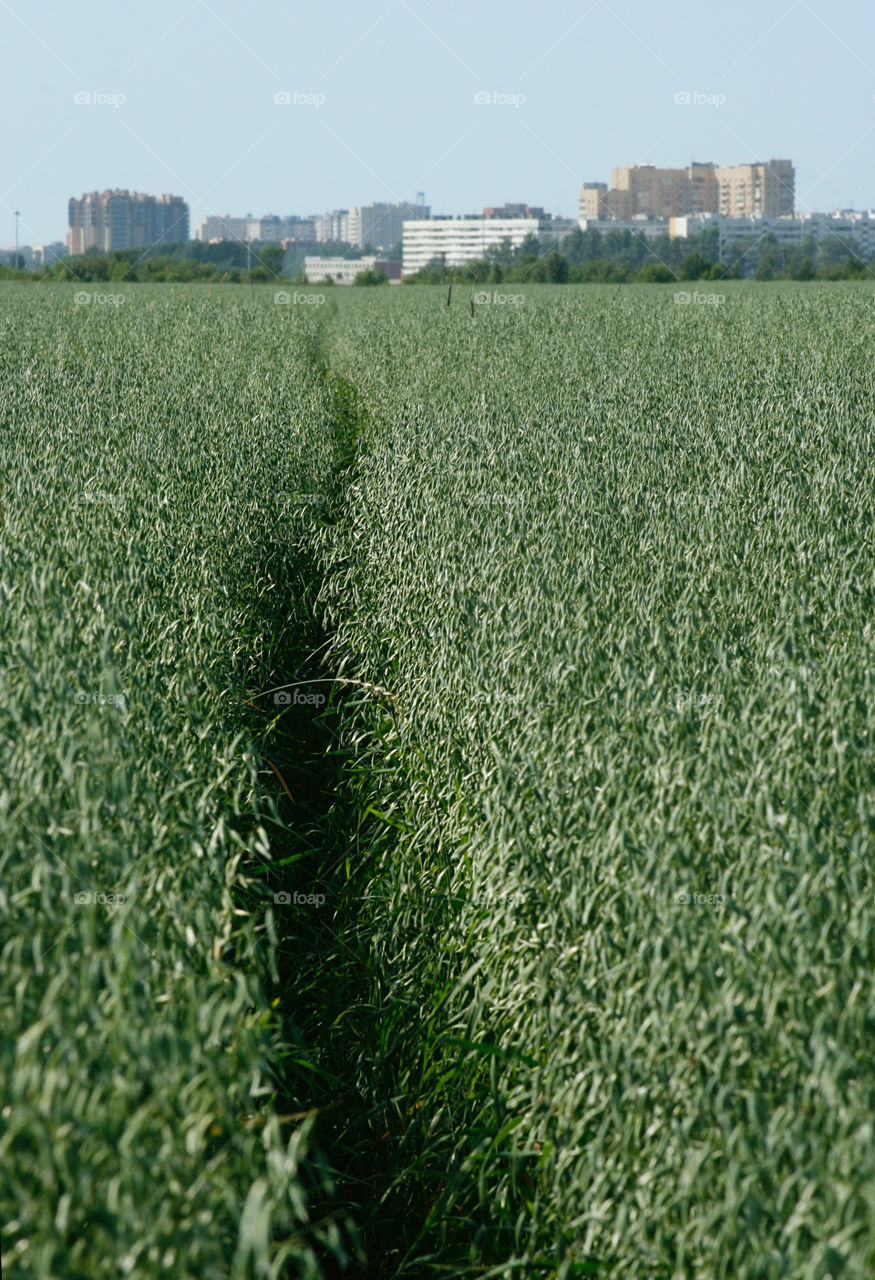 Path, field and city 