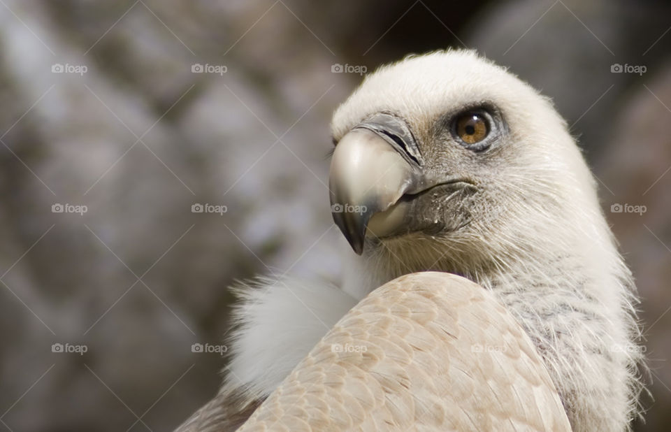 Griffon vulture