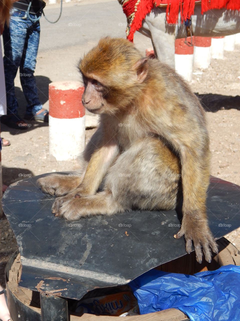 A monkey on top of a garbage can in Morocco 