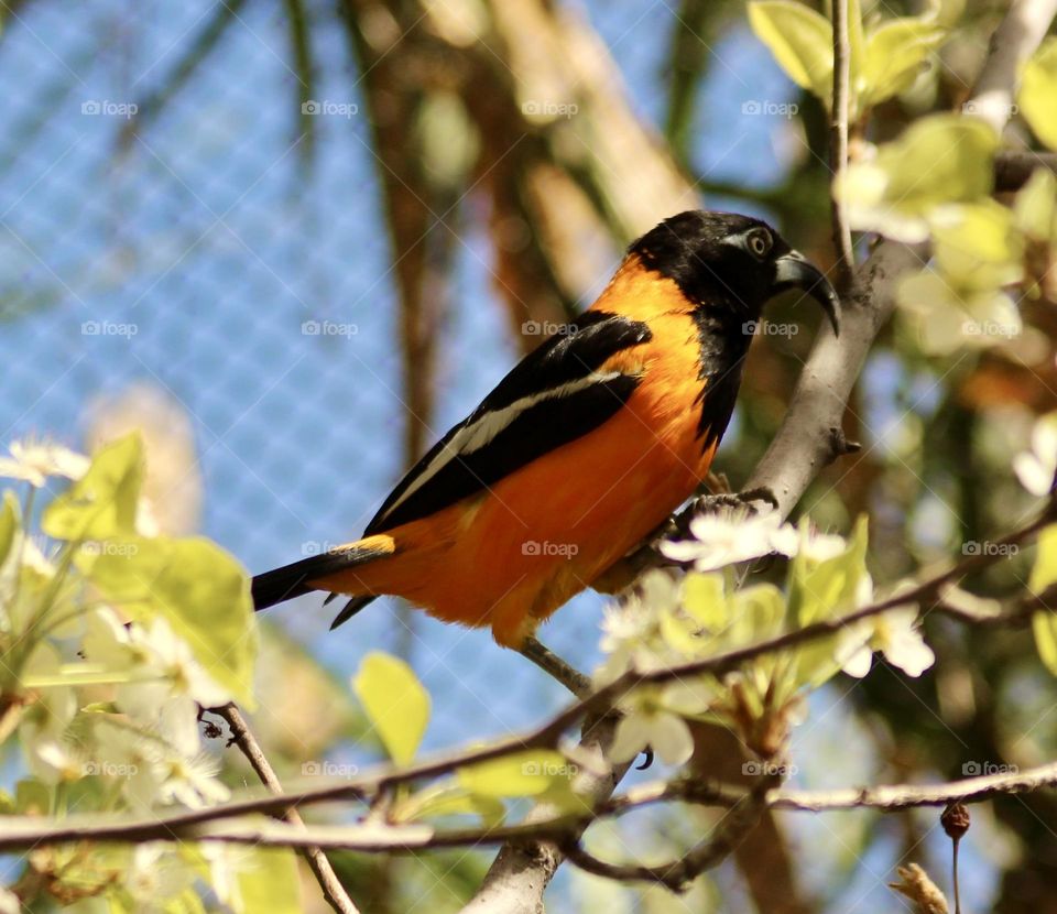 New World Orioles 