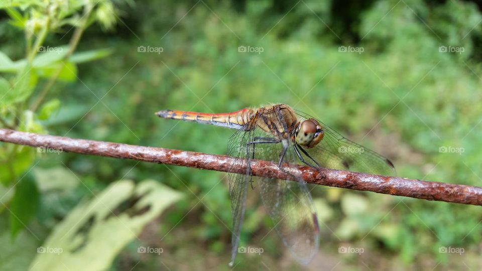 Common skimmer