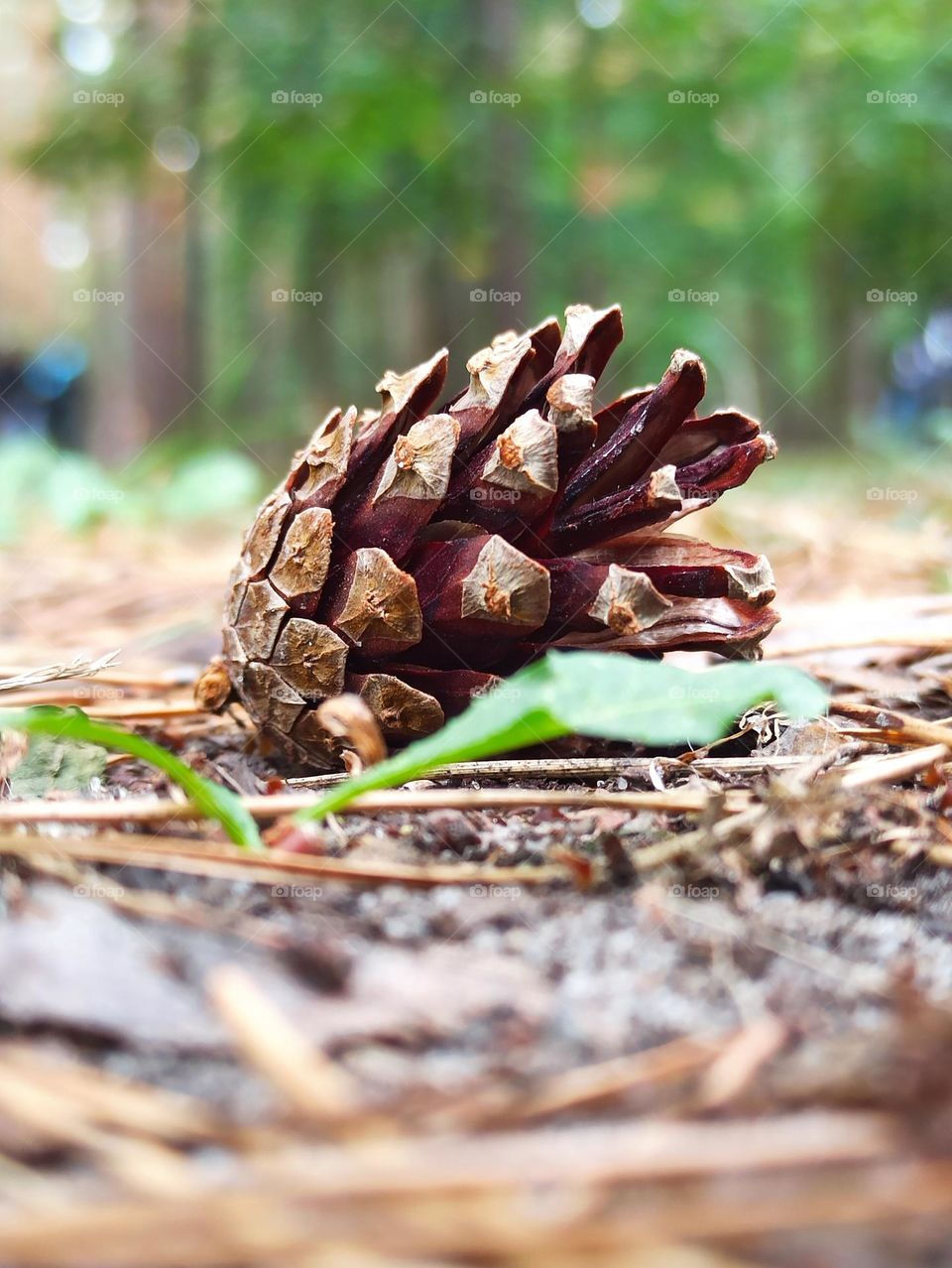 pine cone