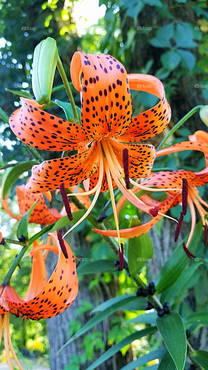 tiger lily blooming