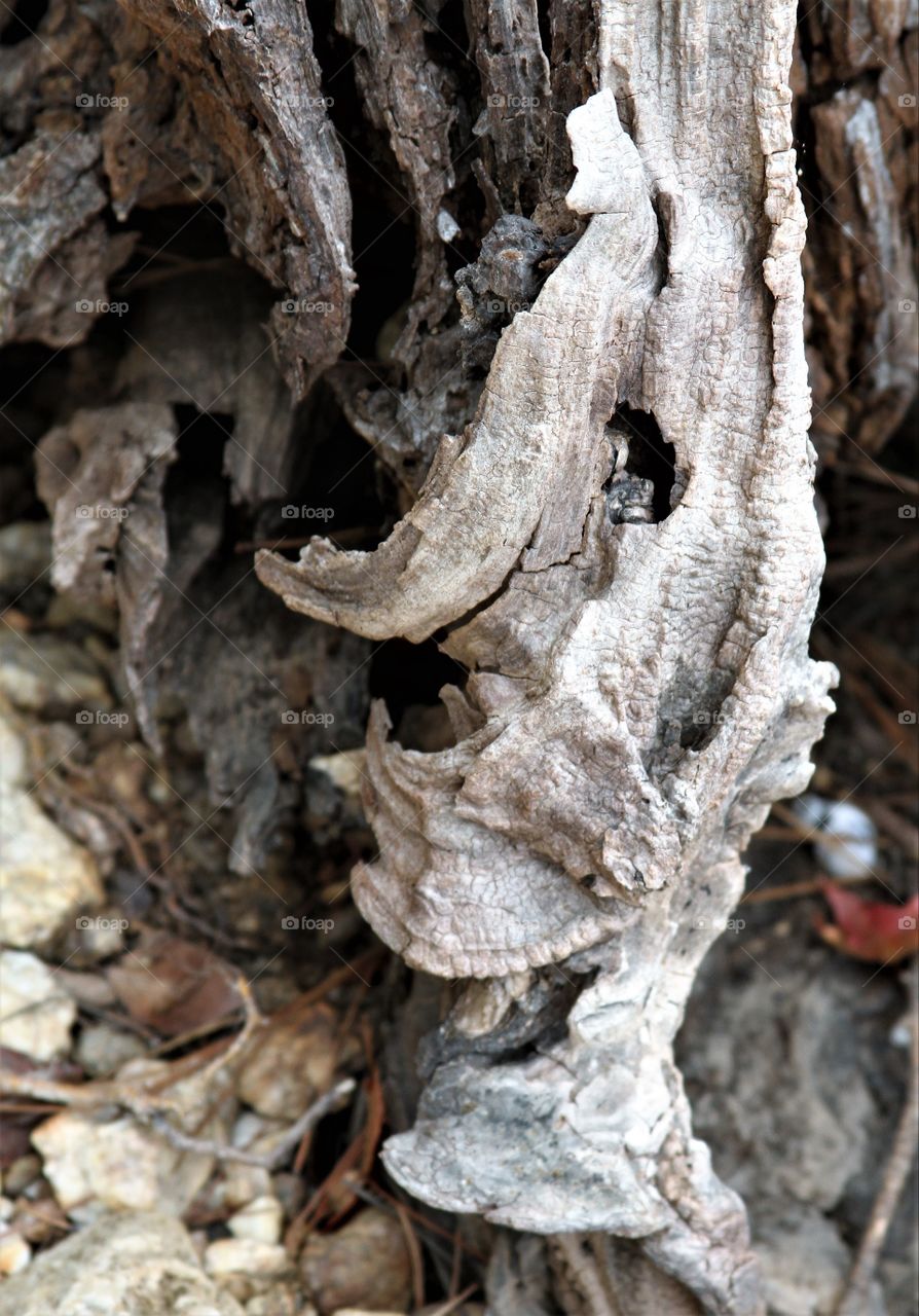 driftwood.