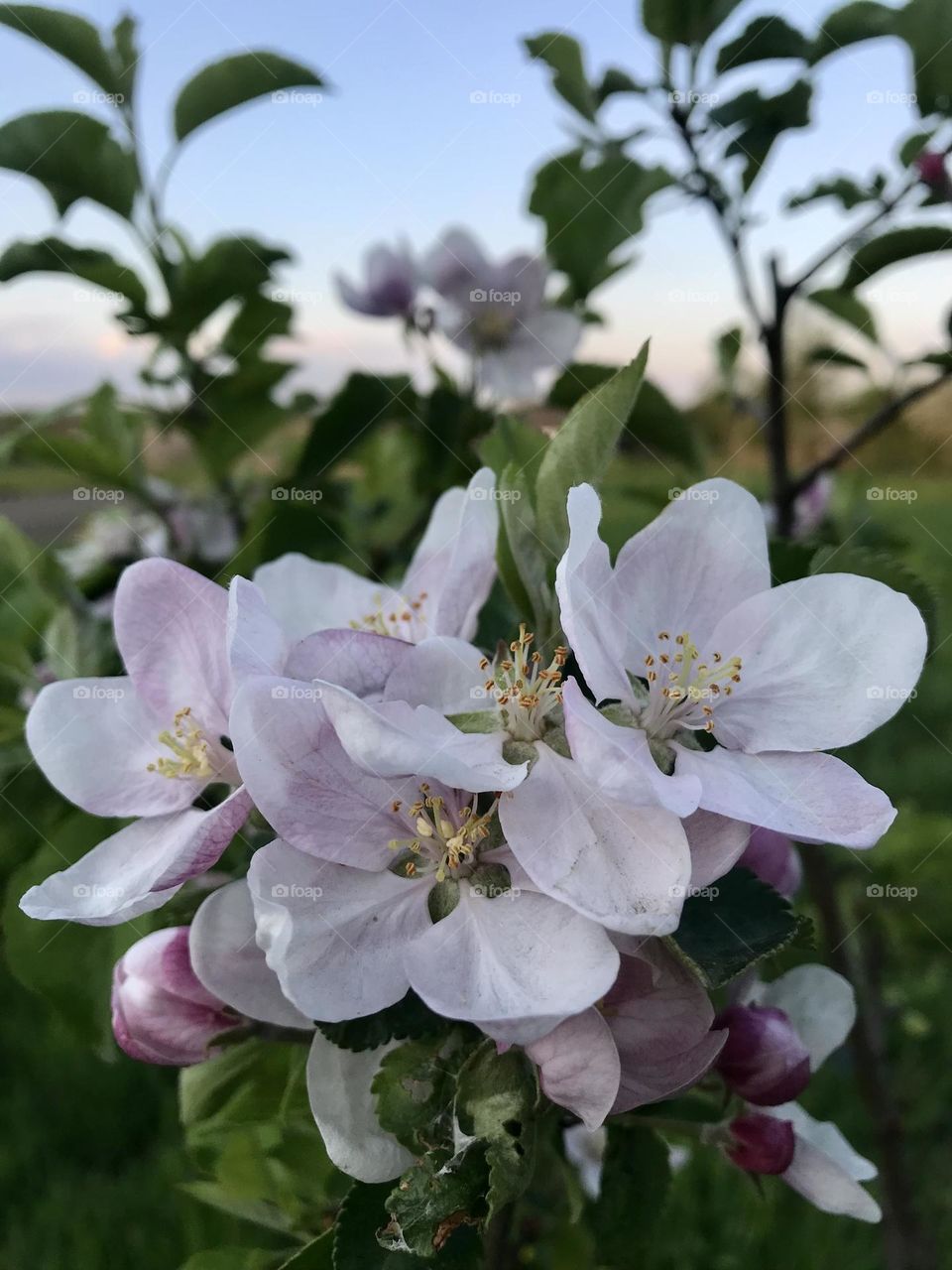 Charming flowers 🌸