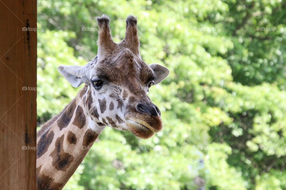 Curious giraffe