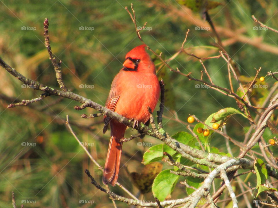 Male Northern Cardinal in the Sweet Gum tree