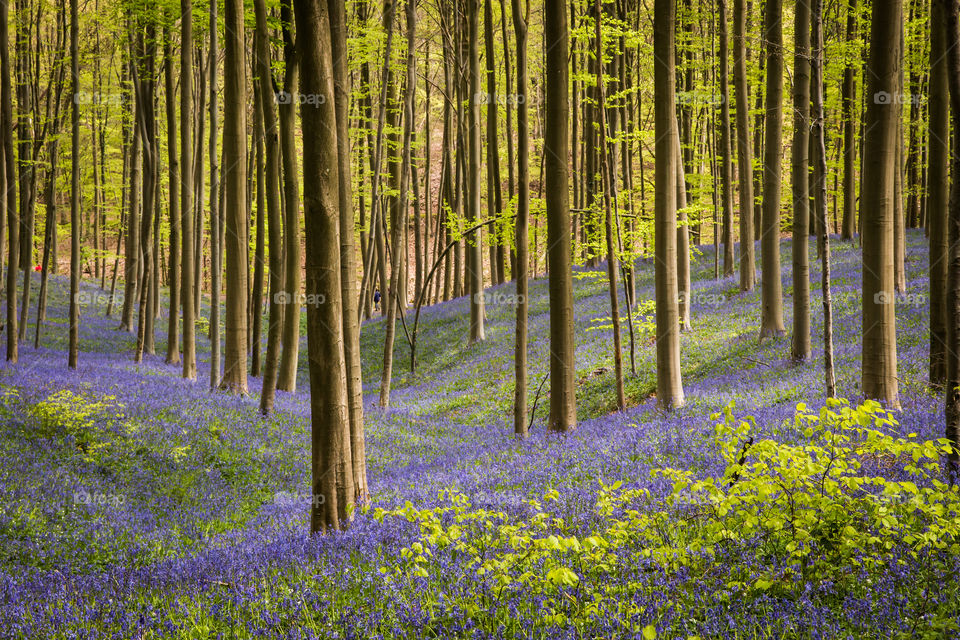 Hallerbos in spring