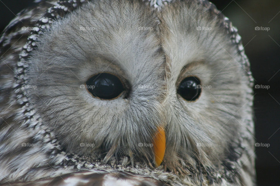 eye barn bird feathers by georgiadb