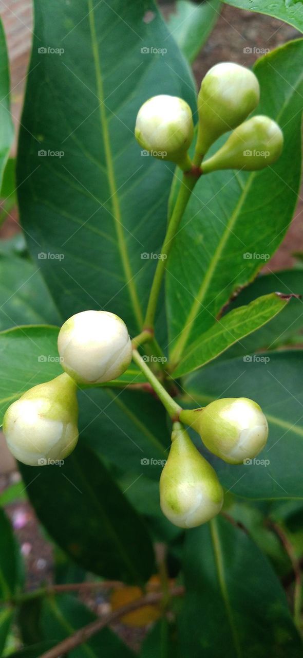 Prospective water guava fruit, this water guava plant can grow well during the dry season. Even when it rarely rains
