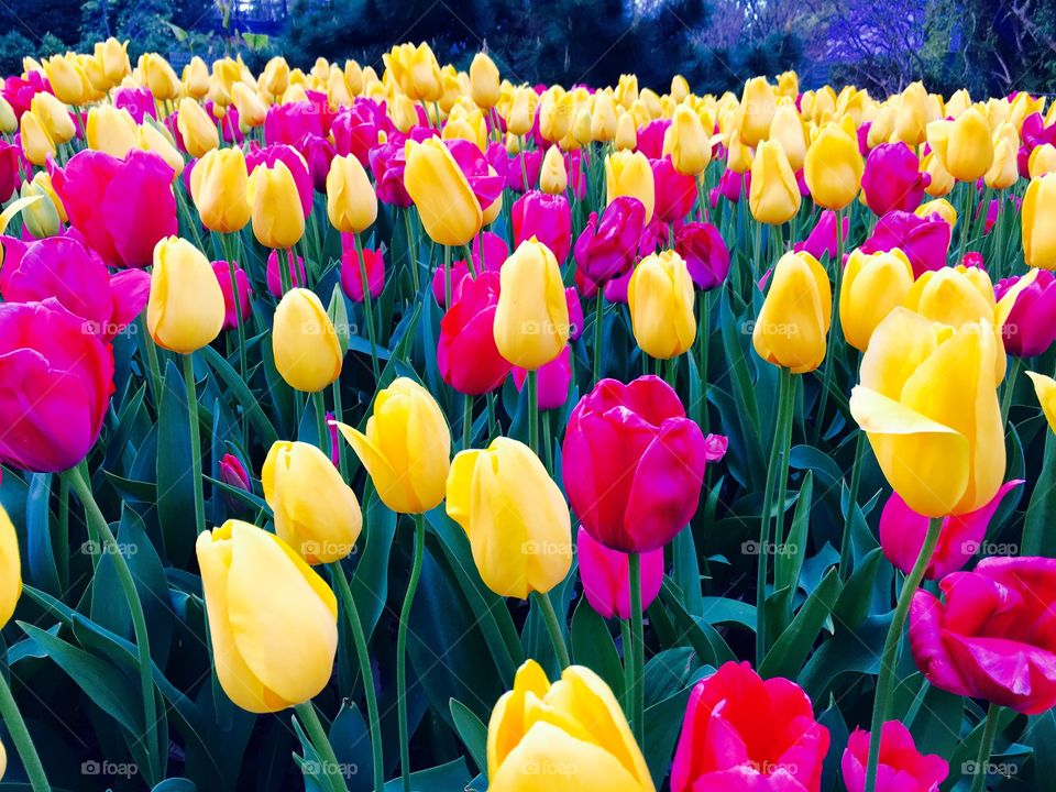 Tulips at Atlanta Botanical Garden