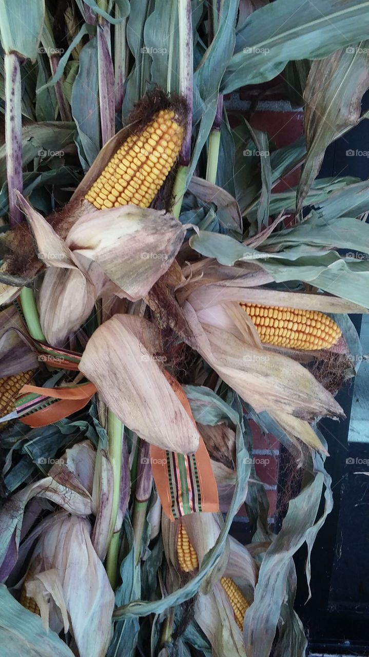 Autumn Corn. this stalk of dried corn caught my eye.