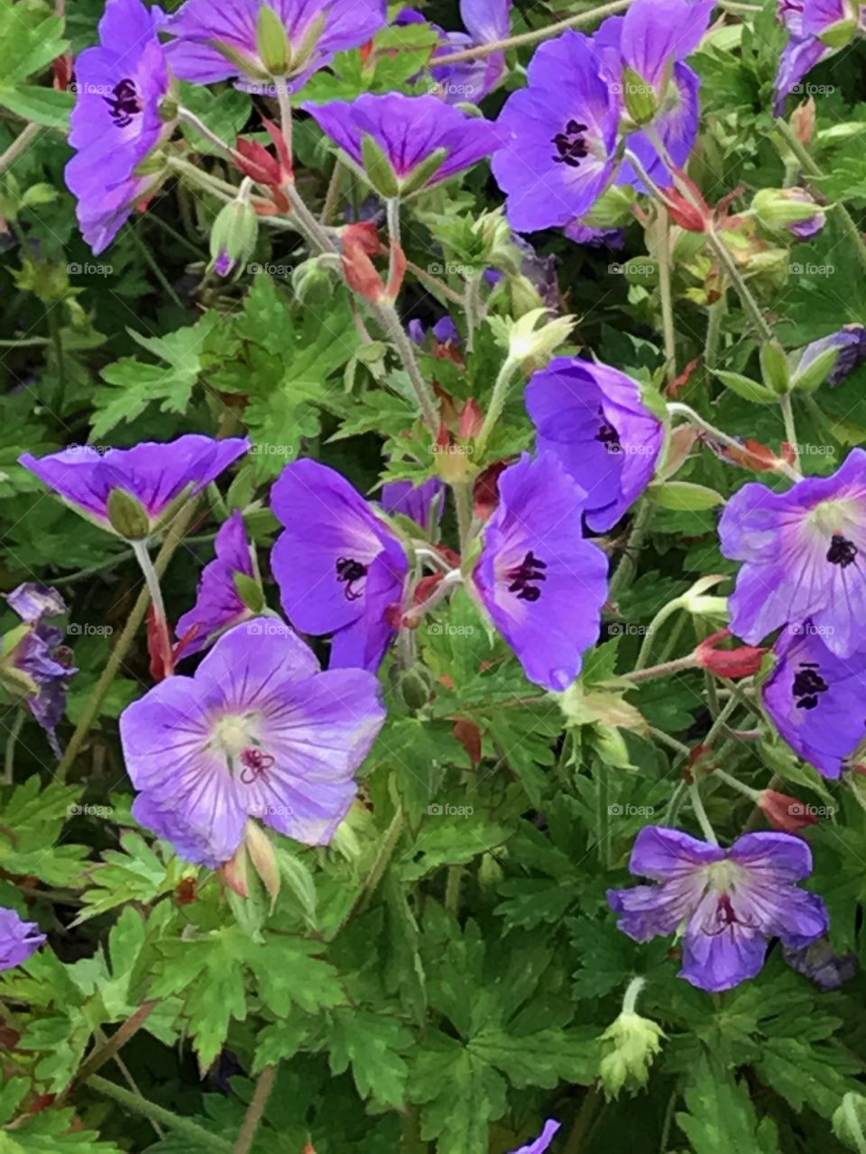 Some beautiful flowers I saw growing on my walk