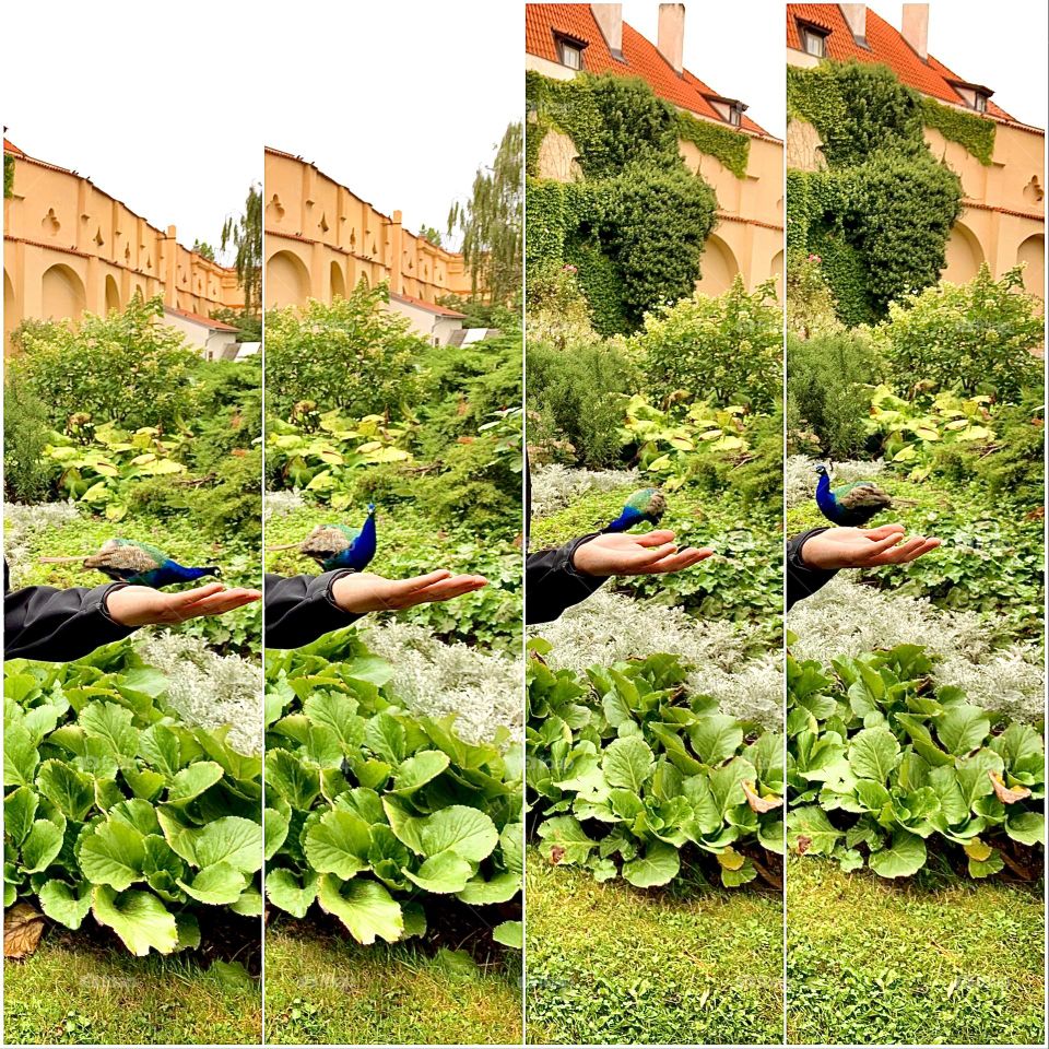 Collage - peacock ‘on’ the hand 🦚🤌