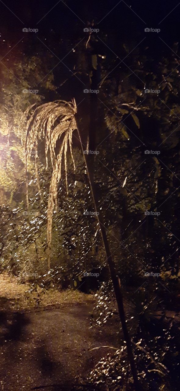 soaking wet pampas grass in the glow of the street lamp