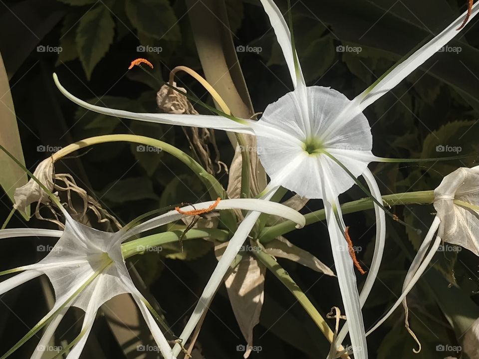 beautiful white flower