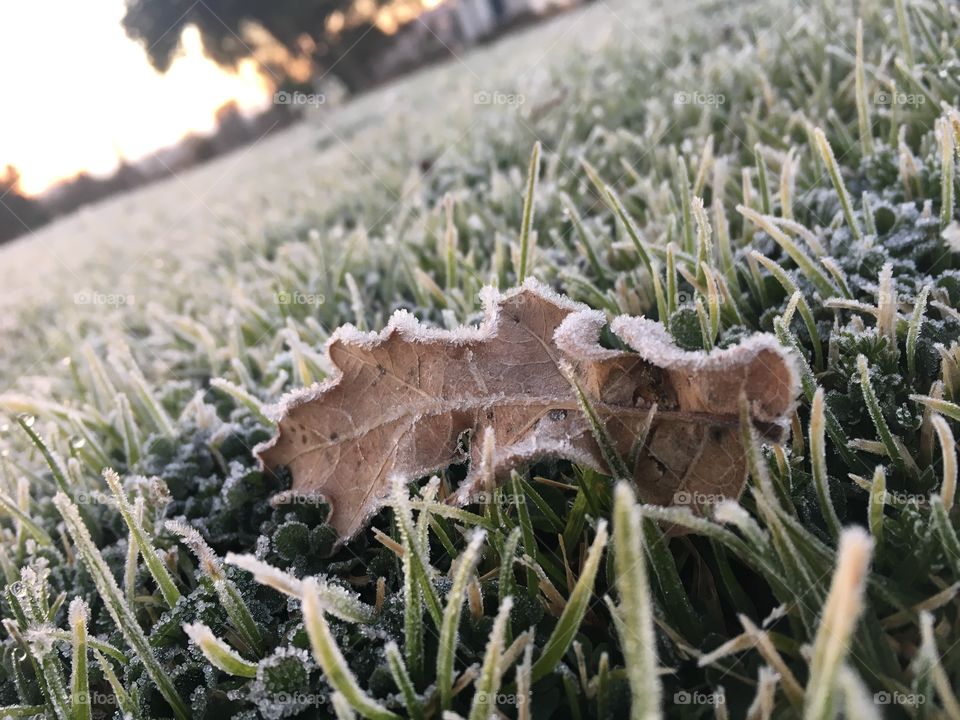 Frosty Leaf