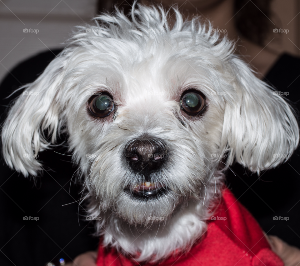 staten island ny red white dog by delvec