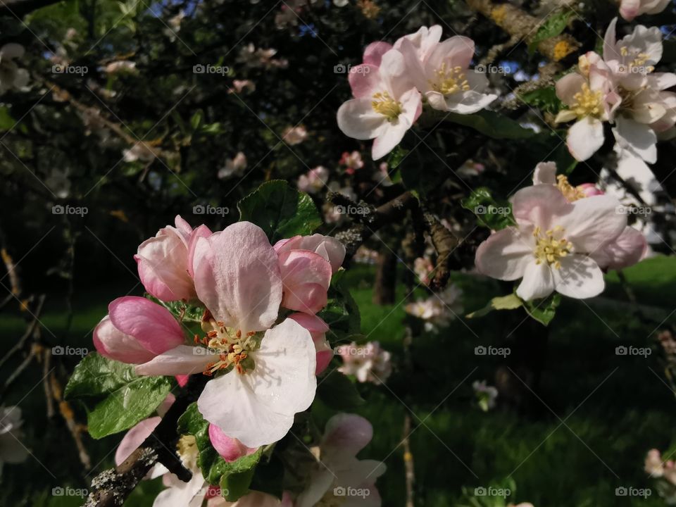 Apple tree blossom