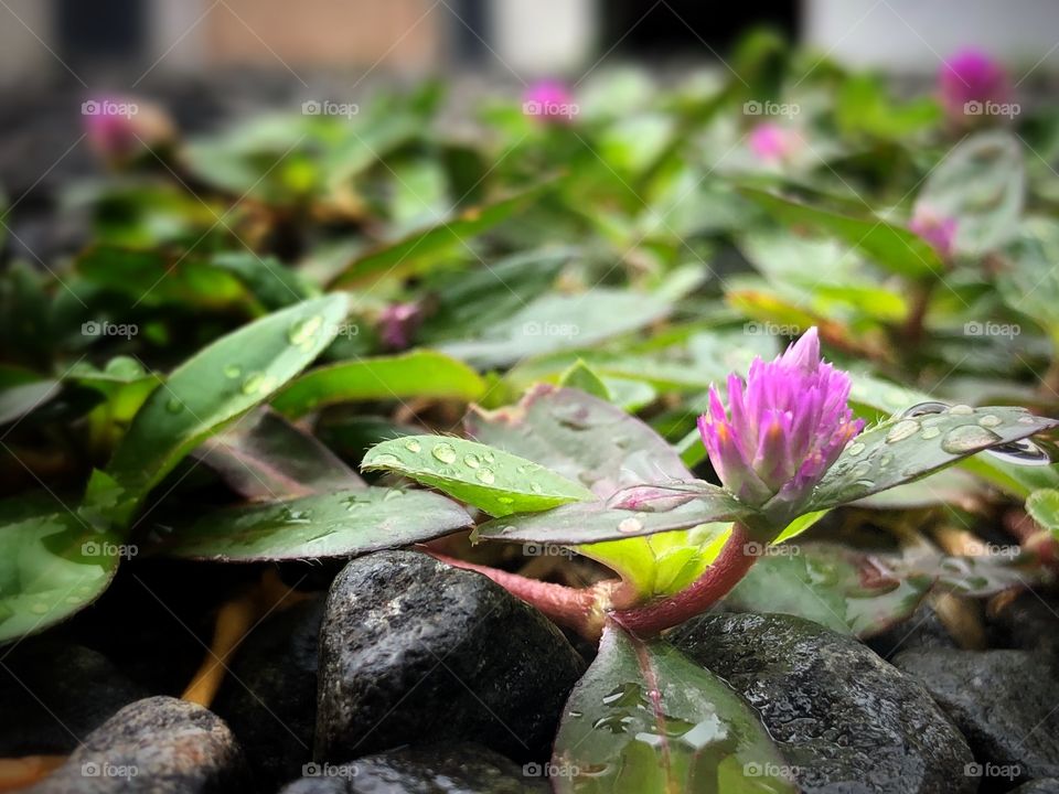 Among the pebbles on the floor, a small and delicate pink flower blooms. Some rain drops helps it in its hard journey to grow.