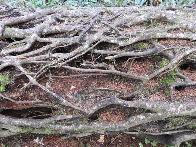 Roots