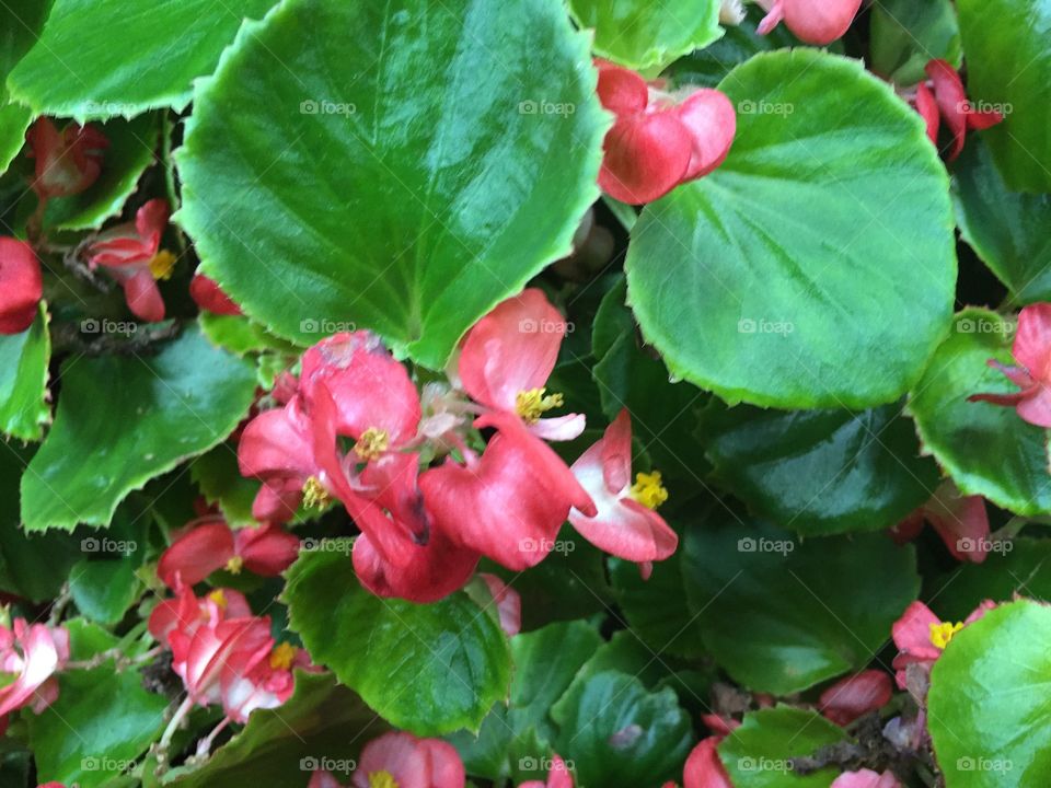 Red orange colored begonias with pretty green leaves.