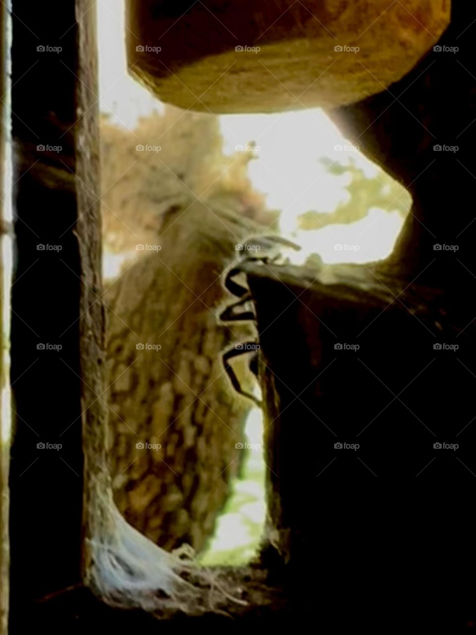 Spooky season mission. Not a fan of Halloween, so this is the best I can do! Big, hairy spider crawling on my porch 🕷