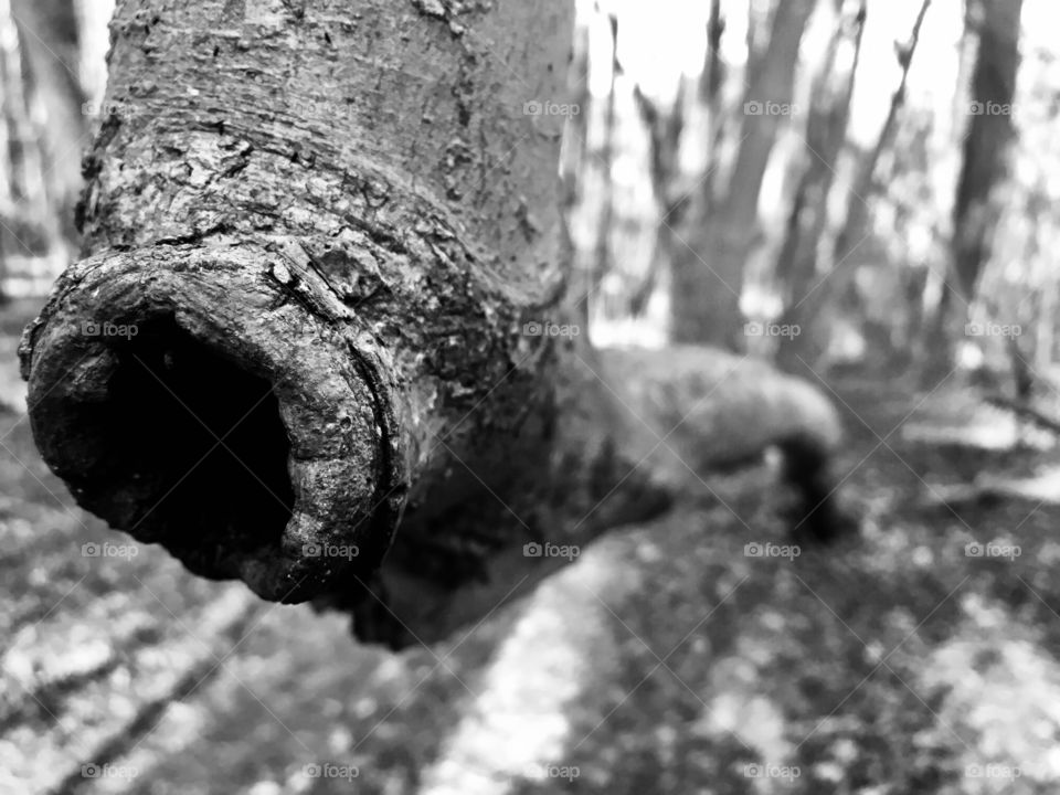 Black and white closeup of the bend in a crooked tree in the forest 