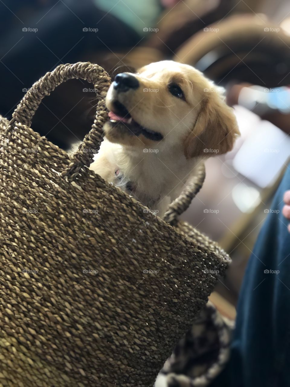 Basket pup 