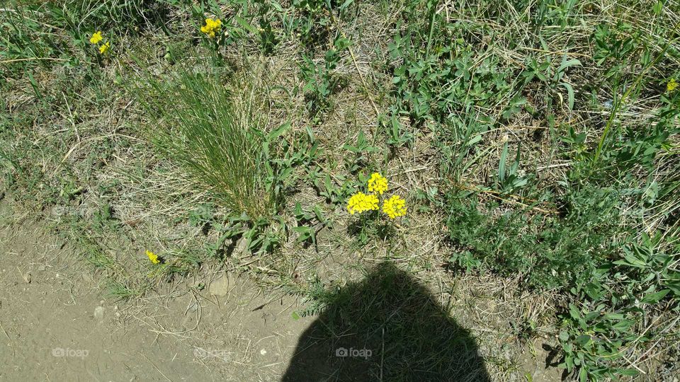 Pretty yellow wild flowers