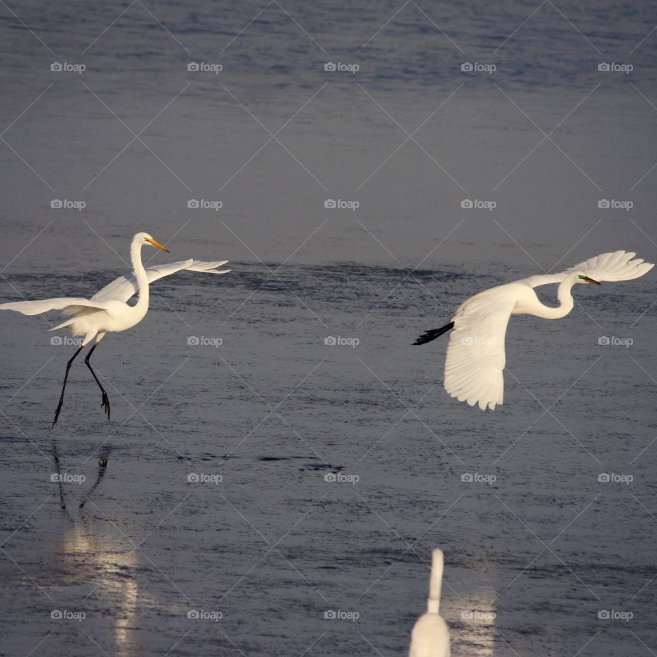 Great White Egrets walking on water