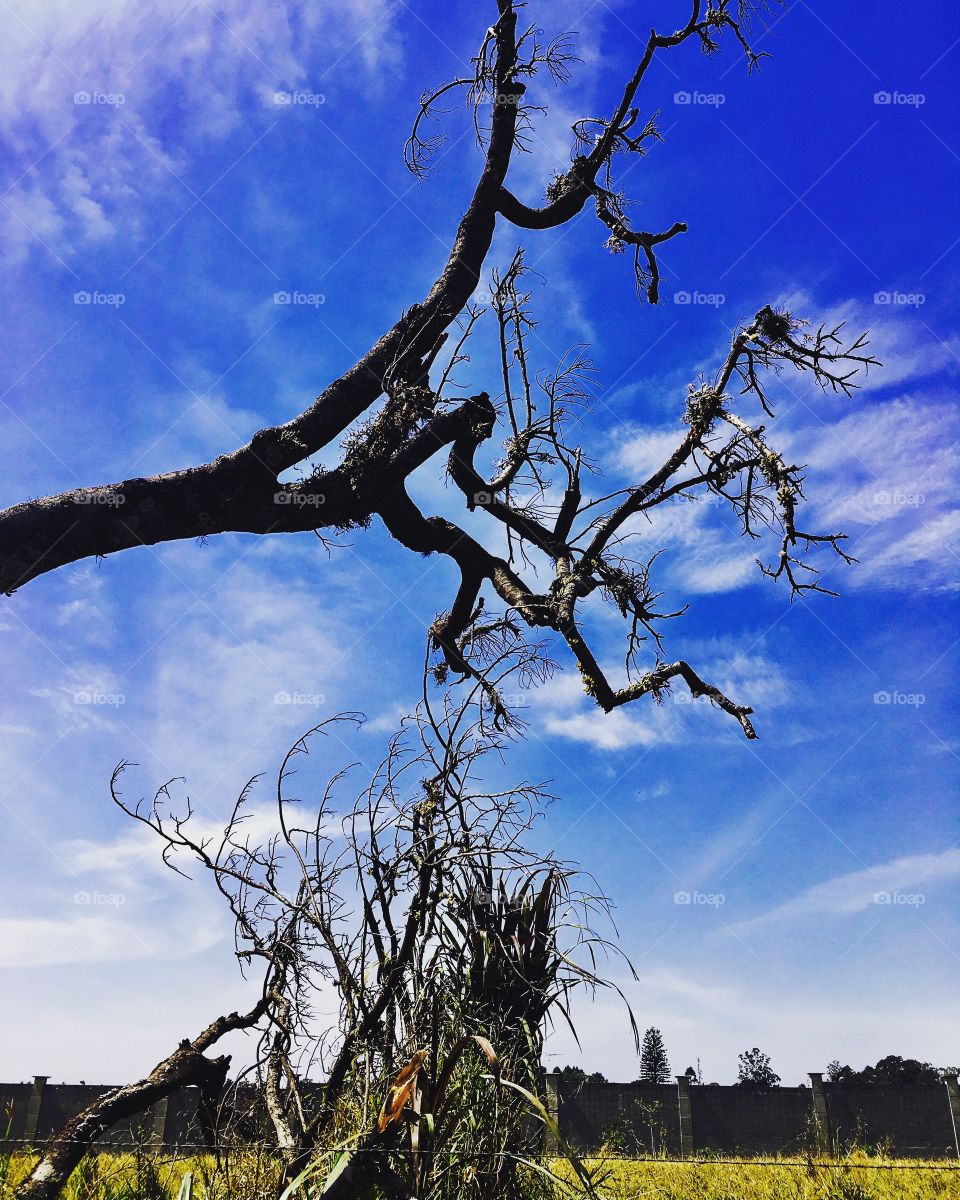 #Tarde de infinito #céu azul!
🗾
#natureza
#paisagem
#fotografia