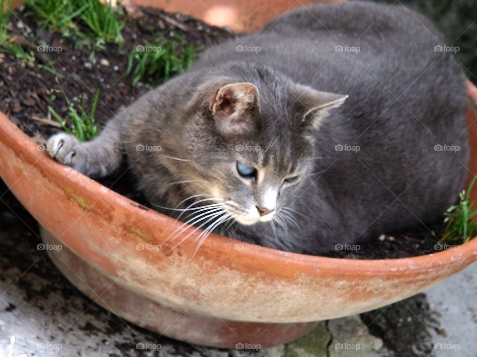 cat in a pot blind eyes staring by ozoomia