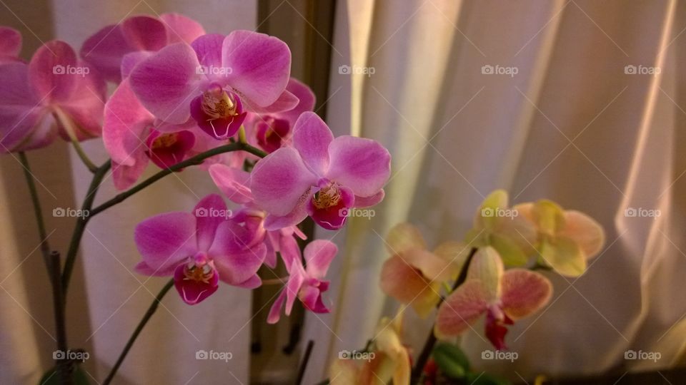 Orchids. my orchids in full bloom