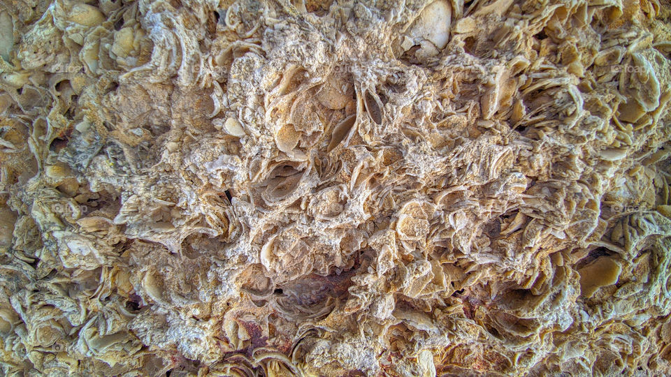 Shell rock and limestone. Close-up texture.