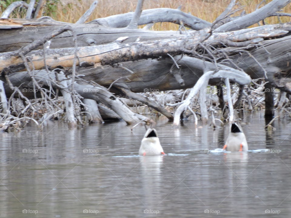 Ducks diving in Grand Lake