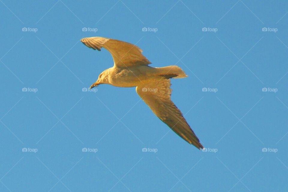 Seagull in flight