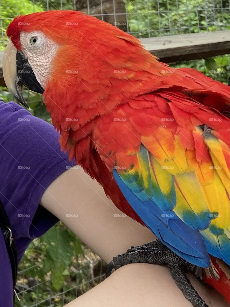 A red parrot with and explosion of rainbow feathers.