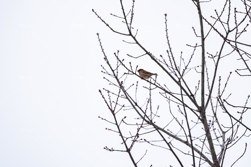 Image of a bird perching on the branch of a bare tree in winter 