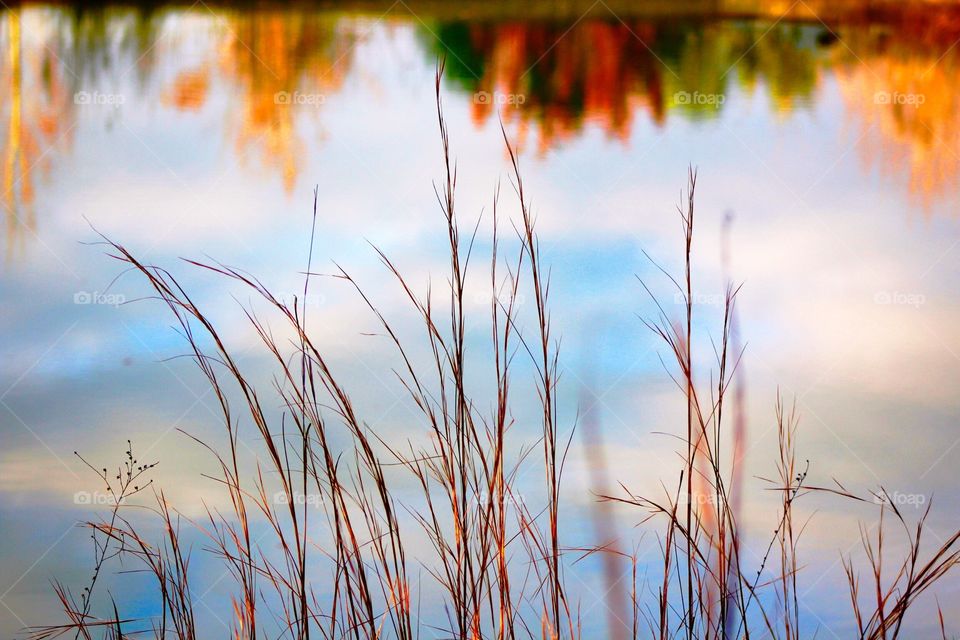 Grasses by the pond