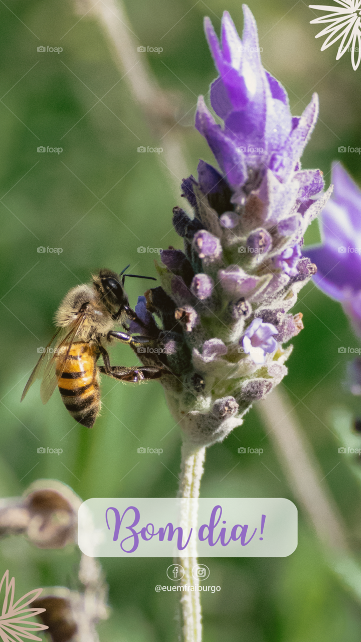 Bee at flowers