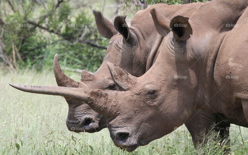 Lying Rino. What a stunning animal. As the classic tail of Pinocchio claims, if you lie your nose will grow. I wouldn’t trust a word out of this guys mouth. All jokes aside what a magnificent Rino. 