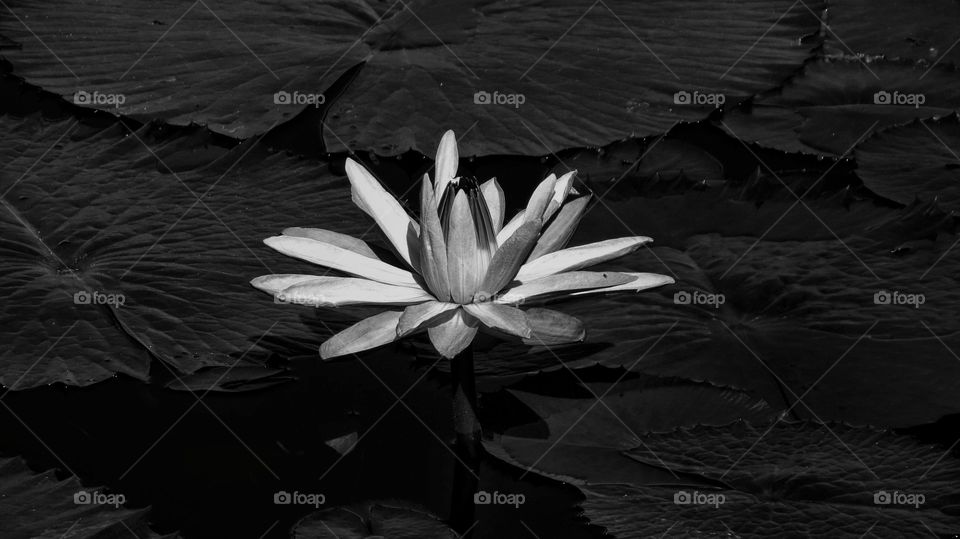 BW flower 