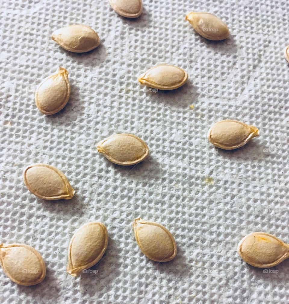 Organic Spaghetti squash seeds ready to plant for the garden or roast for a snack. 