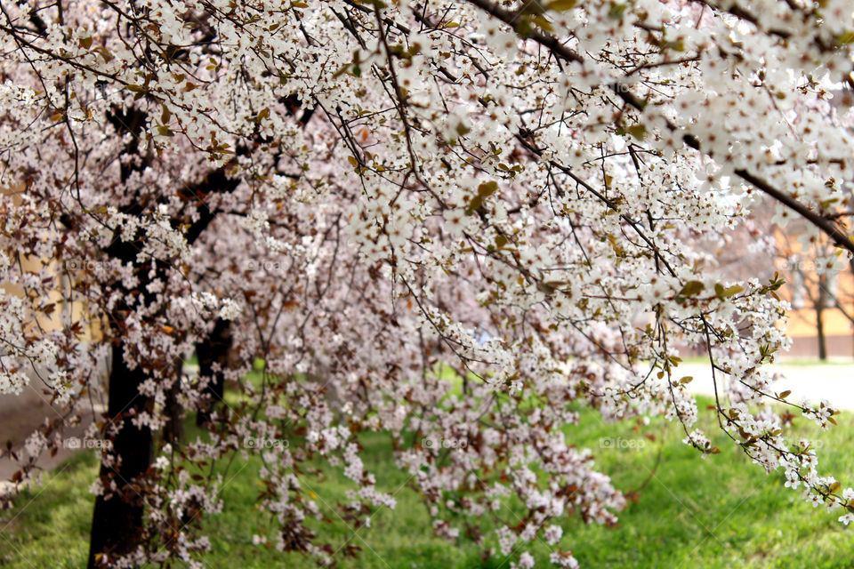 Spring flowers bloom.