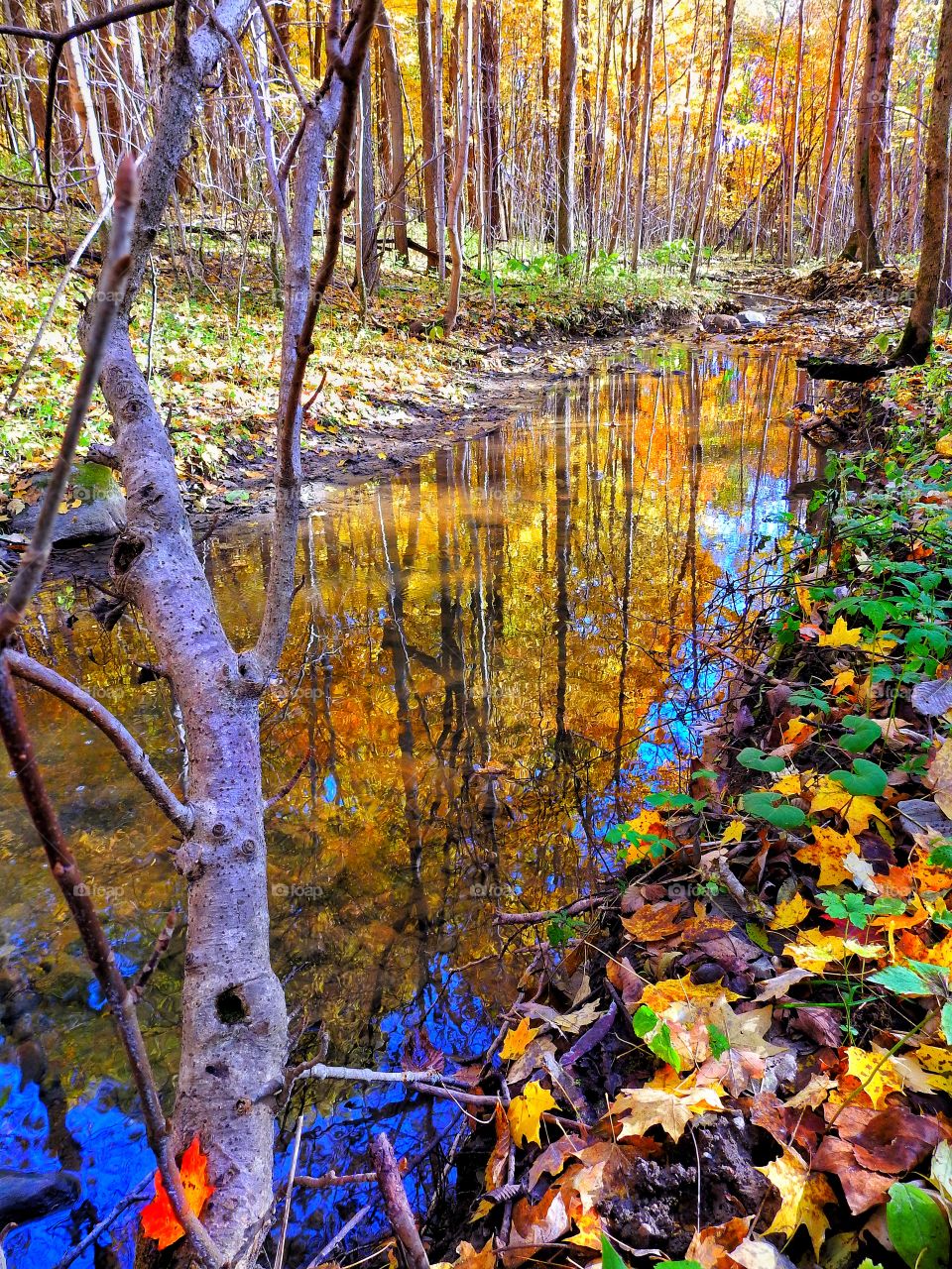 Rustic old forest on a fall day in Indiana with a beautiful reflection 