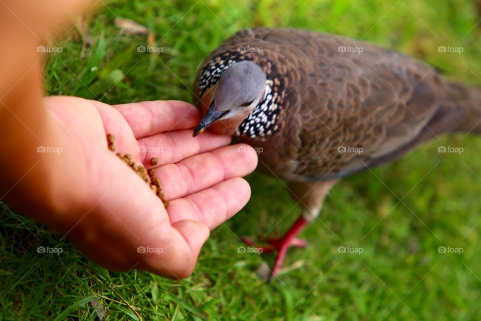 Feeding the birds 
