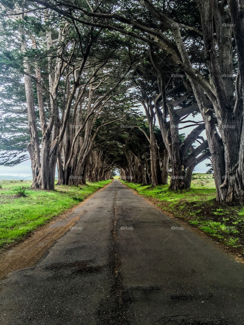 Cypress Tree Tunnel 