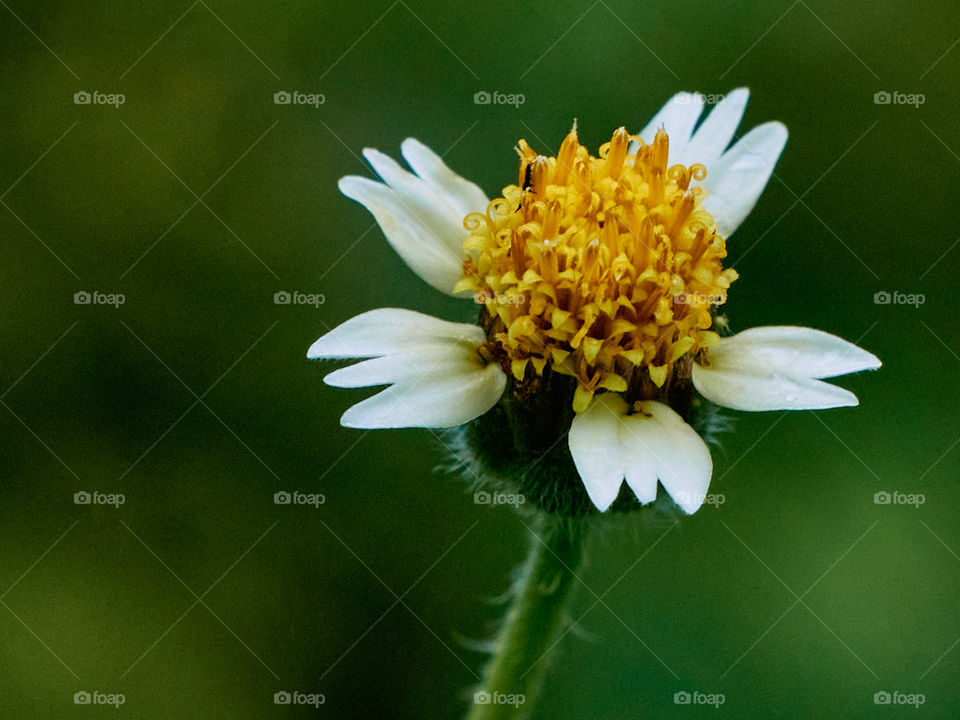 Coat button  - daisy  flower