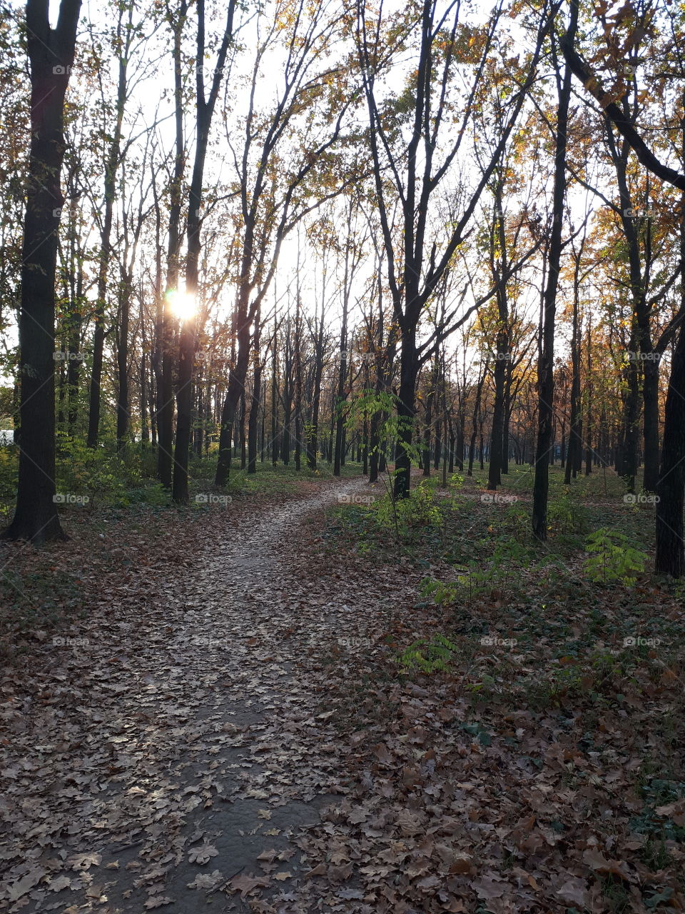 Alley in the autumn forest